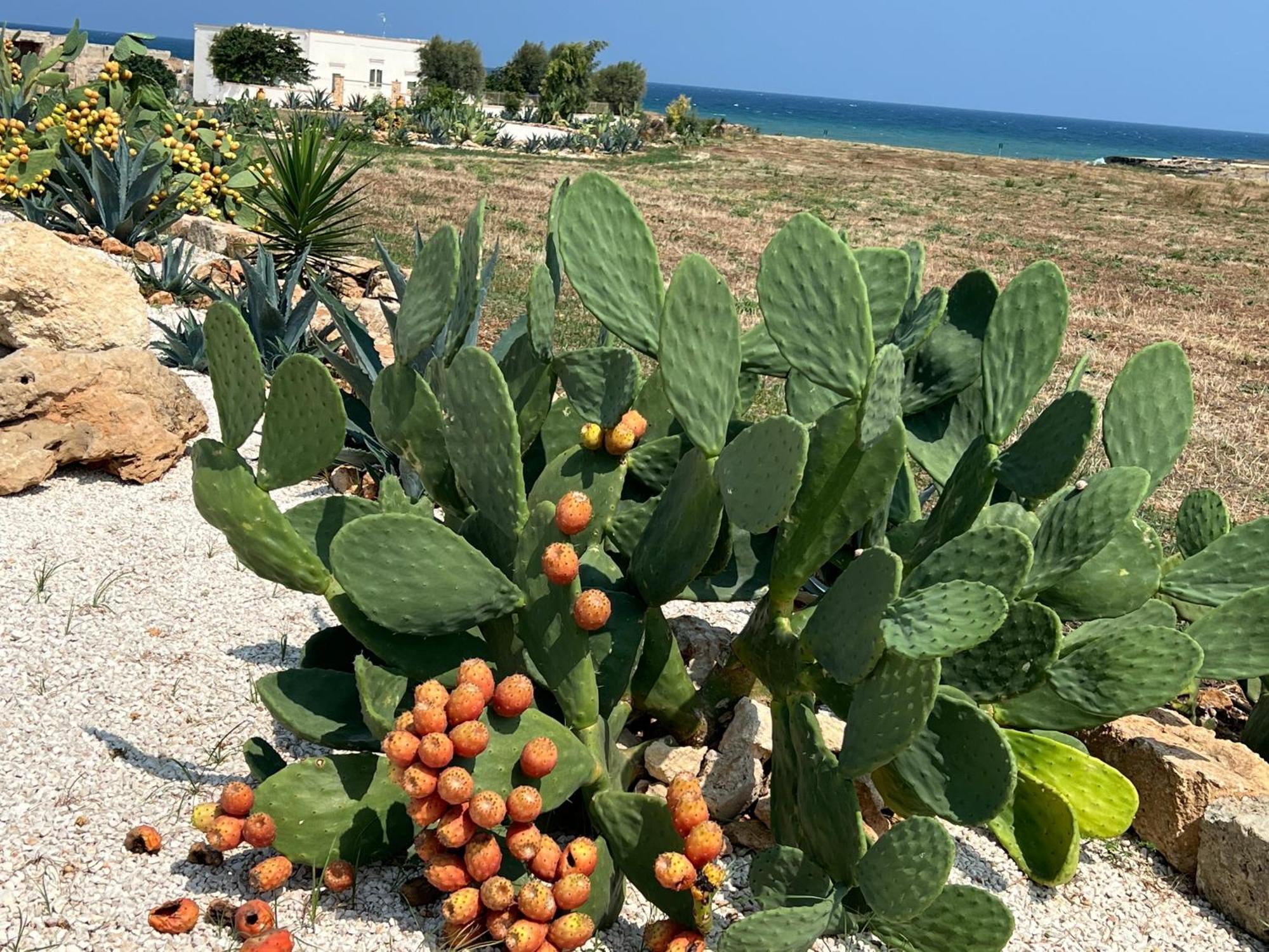 Masseria Ostuni Mare Agri Resort Exteriér fotografie